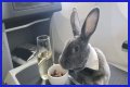 Bunny in a bow tie lives the high life flying business class with owner and being served nuts by stewardesses
