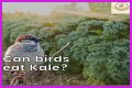 Can Birds Eat Herbs? - Kylon Powell