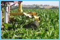 Why do farmers cut the tassels off corn?